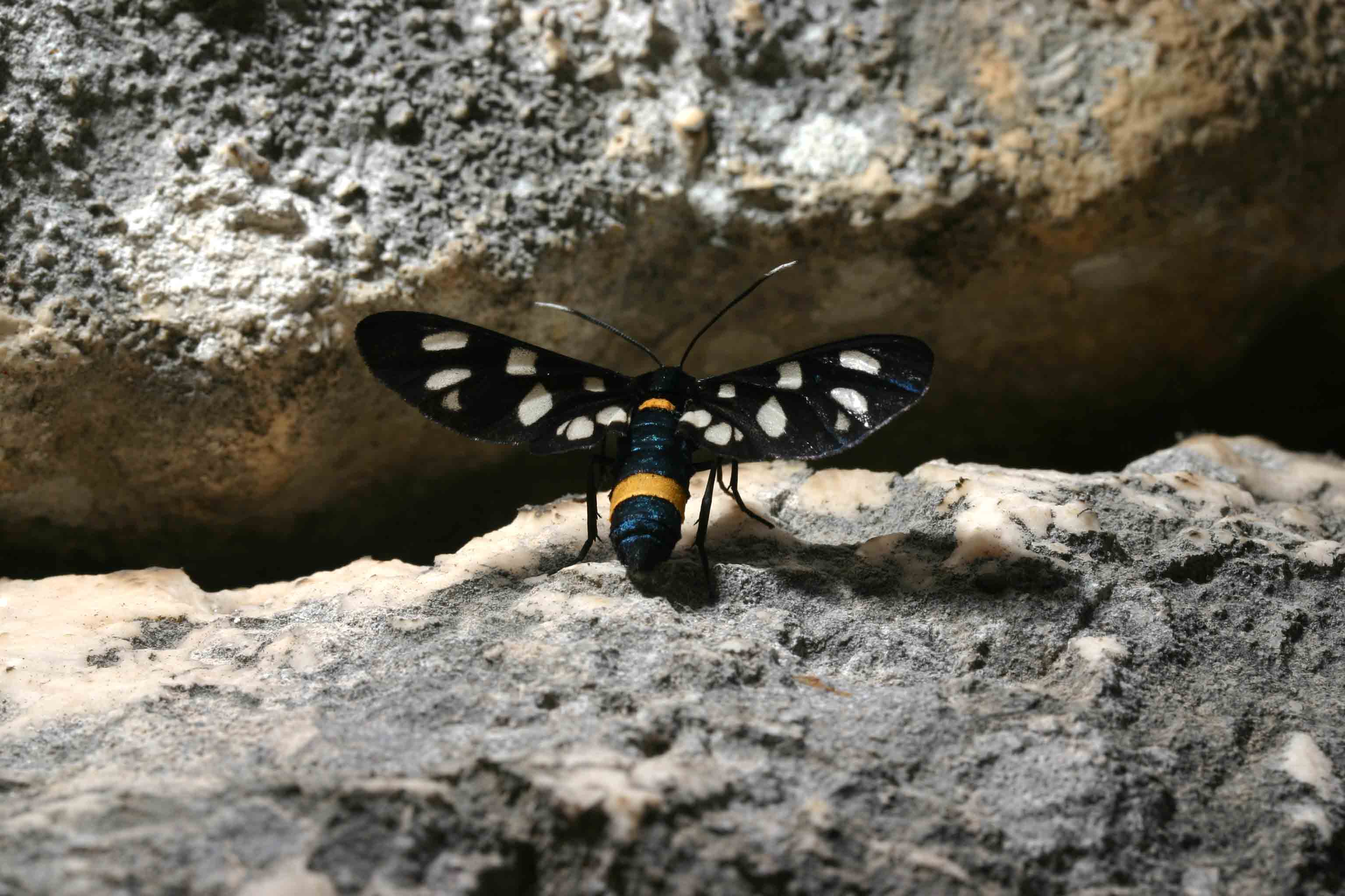 Amata phegea